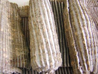 Công dụng cây đỗ trọng, địa chỉ bán đỗ trọng nam, giá đỗ trọng bắc