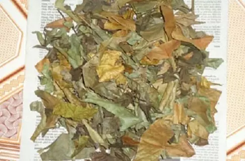 don_la_do_kho mua đơn lá đỏ ở đâu