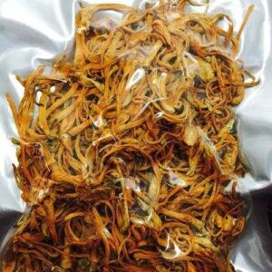 Đông trùng hạ thảo | Đông trùng cây mô