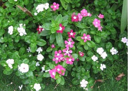 dua-can-dy Cây dừa cạn | công dụng cây dừa cạn | địa chỉ bán dừa cạn khô