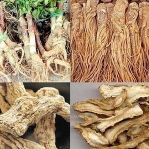 Đương quy | Sâm đương quy | Địa chỉ bán đương quy