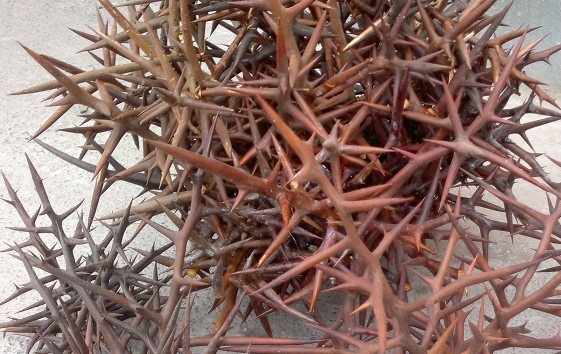 gaiboketkho Gai bồ kết, công dụng gai bồ kết, địa chỉ bán gai bồ kết