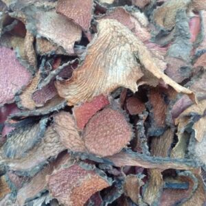 Địa chỉ bán củ ngũ gia bì gai nâu