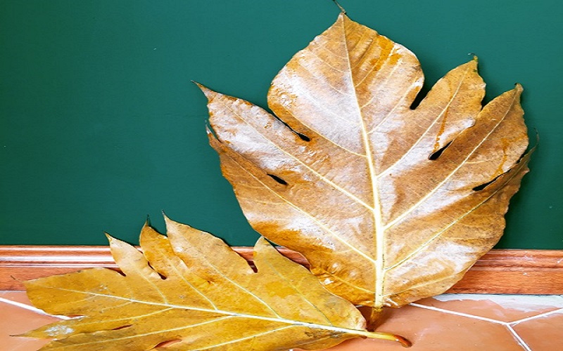 Lá sa kê | cây bánh mì | địa chỉ bán lá cây sa kê chữa gút, giải độc gan