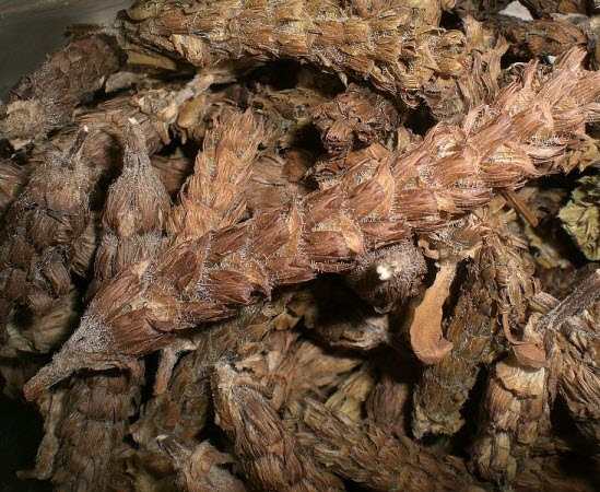 Hạ khô thảo, công dụng cây hạ khô thảo, địa chỉ bán hạ khô thảo