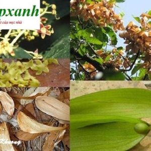 Hạt đười ươi | Hạt lười ươi | Hạt ươi bay