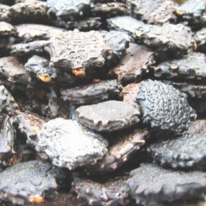 Hạt gấc | Bột gấc | Quả gấc | Tinh dầu gấc | Trái gấc