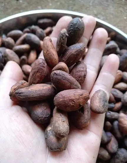 hat_ca_cao Hạt ca cao