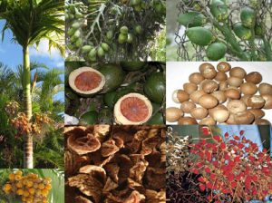 hat_cau_kho Hạt cau khô | địa chỉ bán hạt cau