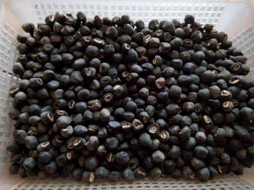 hat_chuoi_co_don Hạt chuối cô đơn chữa bệnh thân | mua bán hạt chuối cô đơn