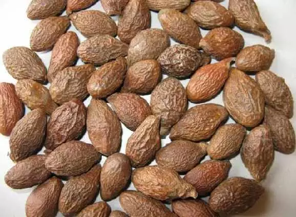 Hạt đười ươi