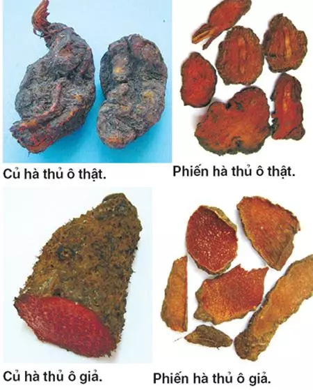 Hà thủ ô đỏ chữa tóc bạc sớm