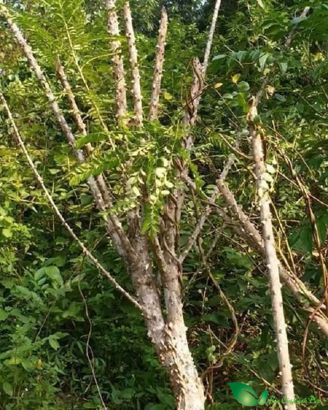 hinh-anh-cay-muong-truong-ung-bat-bac