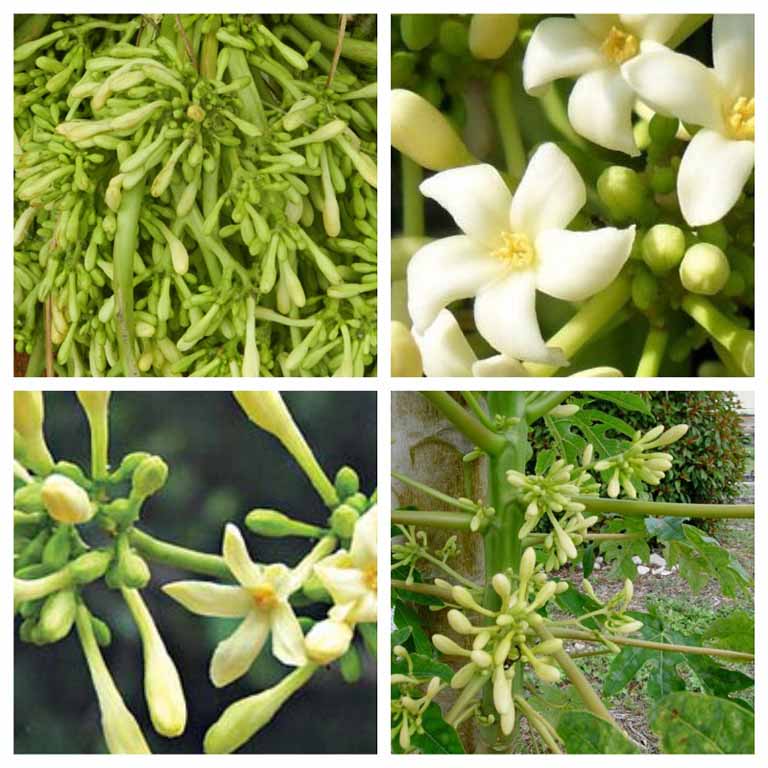 hoa-du-du-duc-tuoi Hoa Đu Đủ Đực | Địa chỉ bán hoa đu đủ đực, tác dụng hoa đu đủ đực, mua hoa đu đủ đực ở đâu