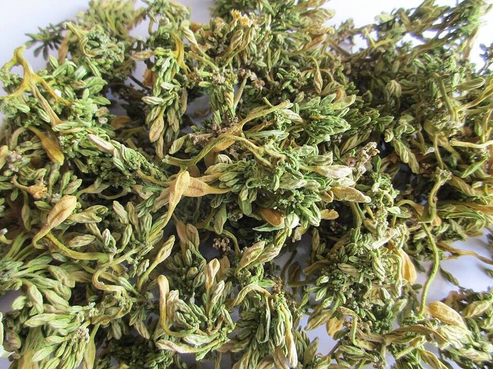 hoa-du-du-kho Hoa Đu Đủ Đực | Địa chỉ bán hoa đu đủ đực, tác dụng hoa đu đủ đực, mua hoa đu đủ đực ở đâu