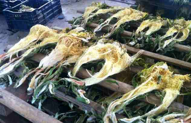 Hoa thanh long sấy khô | Hoa bá vương | Địa chỉ bán hoa thanh long