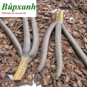 Hoa thốt nốt | Bông thốt nốt | Cây thốt nốt