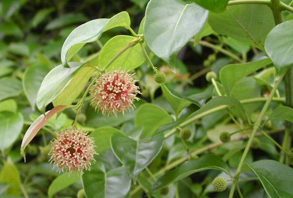 Câu đằng, công dụng cây câu đằng, địa chỉ bán câu đằng