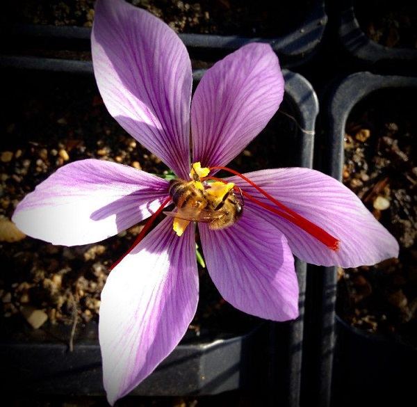 hoa_nghe_tay_kha_dep