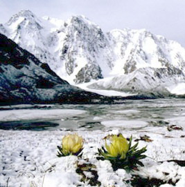 cây tuyết liên hoa