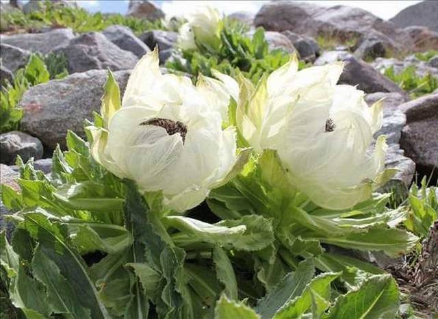 hoa_thien_son_tuyet_lien