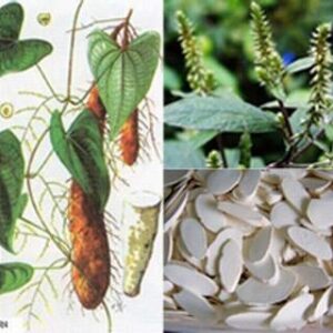 Cây củ mài | Hoài sơn | Sơn dược | Khoai mài
