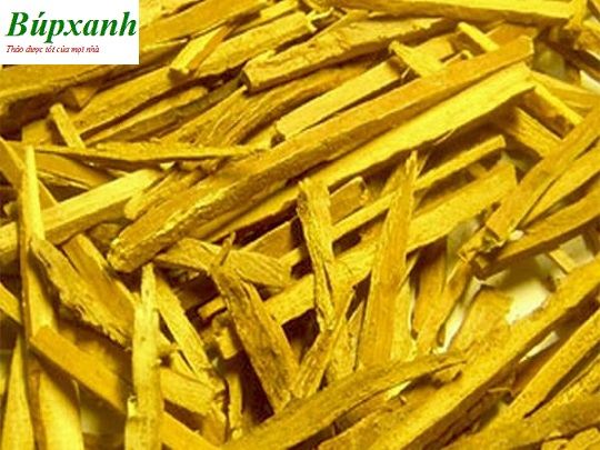 Hoàng bá | Vỏ cây núc nác | Địa chỉ bán hoàng bá nam chữa bệnh ngoài da, vảy nến