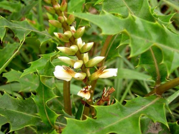 hoang-lien-o-ro Cây ô rô | Địa chỉ bán cây ô rô | Tác dụng cây ô rô chữa bệnh xơ gan | mua cây ô rô nước ở đâu