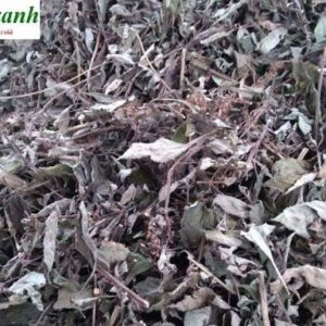 Cây hương nhu | Hương nhu tía | Hương nhu trắng