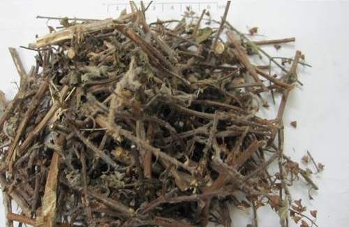 Hương nhu, công dụng cây hương nhu, địa chỉ bán cây hương nhu tía