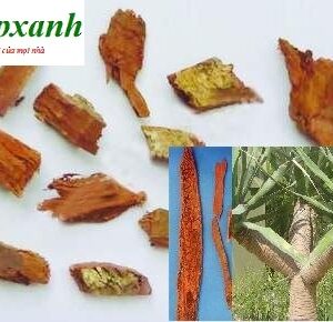 Huyết giác | Tác dụng huyết giác | Địa chỉ bán huyết giác | Cây xó nhà