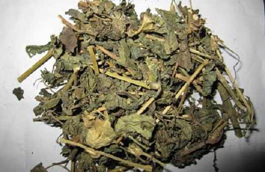 Cây hy thiêm, tác dụng cây hy thiêm, địa chỉ bán cây hy thiêm