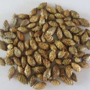 Ké đầu ngựa | Cây ké rừng | Quả ké rừng