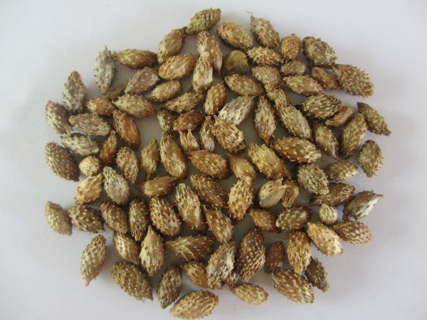 quả ké đầu ngựa