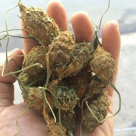 Dây khô qua rừng | địa chỉ bán trà khổ qua rừng | cây mướp đắng rừng