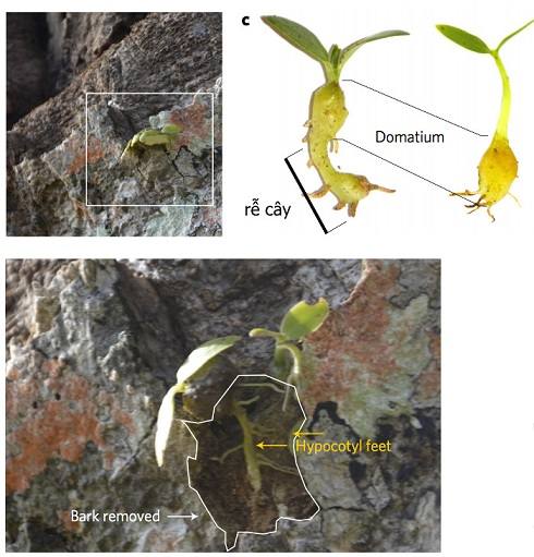 Loài kiến biết làm nông nghiệp