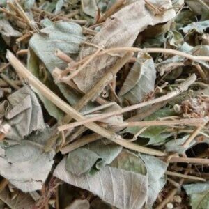 Cây kim tiền thảo | Địa chỉ bán kim tiền thảo khô