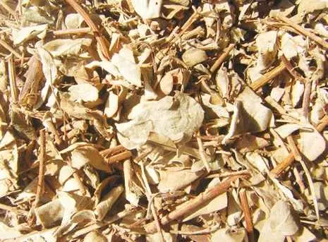 kimtienthao kim tiền thảo