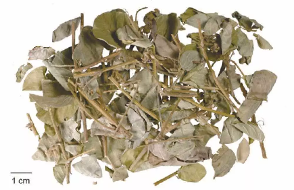 Kim tiền thảo khô