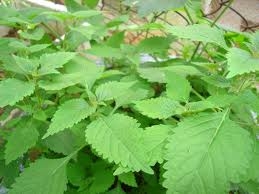 Kinh giới | Công dụng cây kinh giới | Địa chỉ bán kinh giới