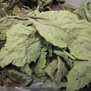 Lá cây mật gấu | Cây lá đắng