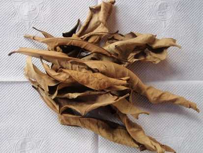 Trà nụ vối | Lá cây vối | Đia chỉ bán nụ vối bắc thanh nhiệt giải độc