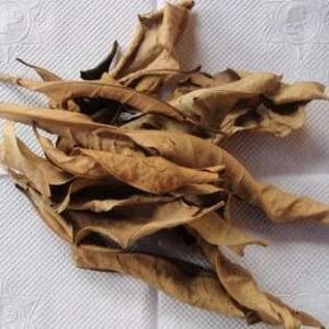 Trà nụ vối | Lá cây vối | Đia chỉ bán nụ vối bắc