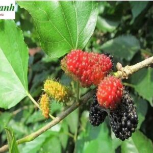 Lá dâu | Rễ cây dâu tằm | Tang chi | Tang bạch bì | Cành dâu tằm