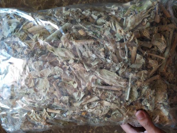 Cây lá hen | Cây bồng bồng | Cây nam tỳ bà | Địa chì bán cây bàng biền