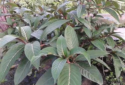 Lá khôi | Cây khôi nhung | Lá khôi tía | Cây săng xê | địa chỉ bán lá khôi chữa đau dạ dày, bao tử