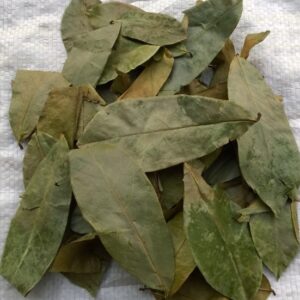 Lá mãng cầu | hạt cây mãng cầu gai