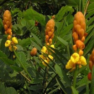 Cây muồng trâu | Lá muồng trâu | Địa chỉ bán lá muồng trâu