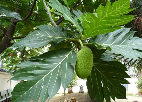 Lá sa kê | cây bánh mì | địa chỉ bán lá cây sa kê chữa gút, giải độc gan