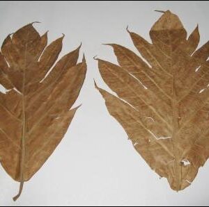 Lá sa kê | cây bánh mì | địa chỉ bán lá cây sa kê